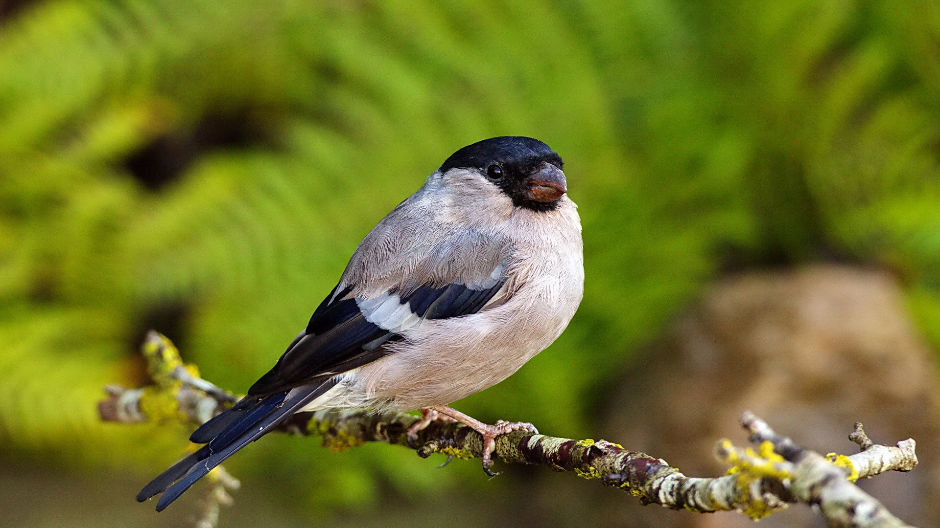 Şakrak » Eurasian Bullfinch » Pyrrhula pyrrhula