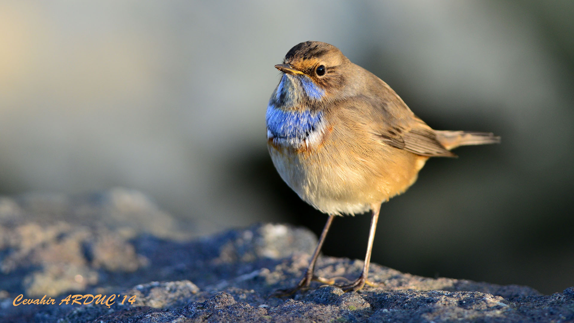 Mavigerdan » Bluethroat » Luscinia svecica