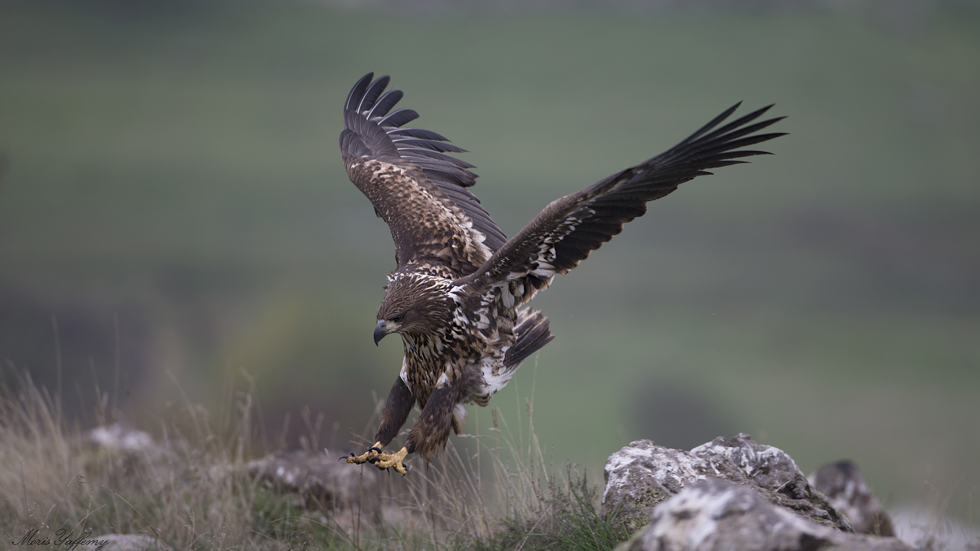 Akkuyruklu kartal » White-tailed Eagle » Haliaeetus albicilla