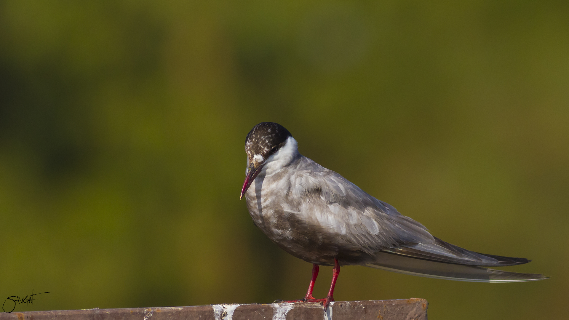 Bıyıklı sumru » Whiskered Tern » Chlidonias hybrida