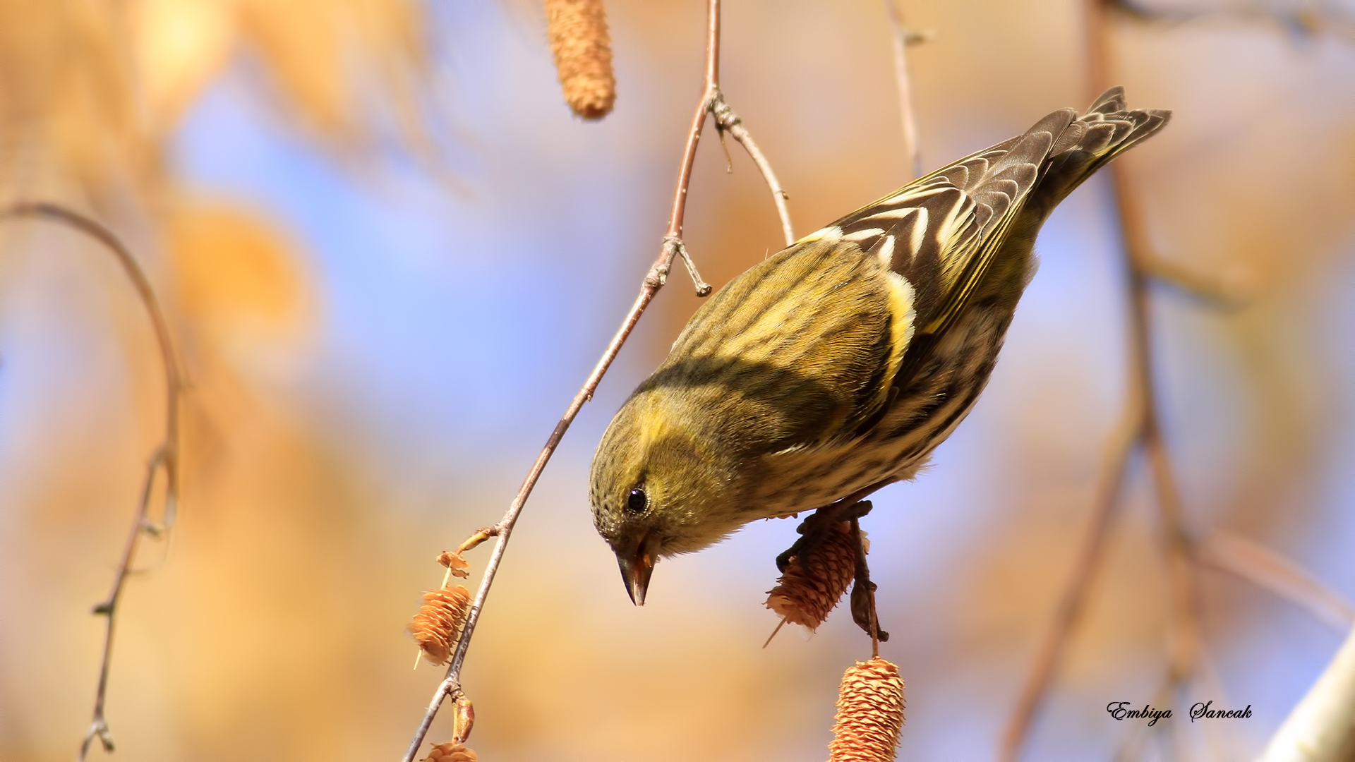 Karabaşlı iskete » Eurasian Siskin » Spinus spinus