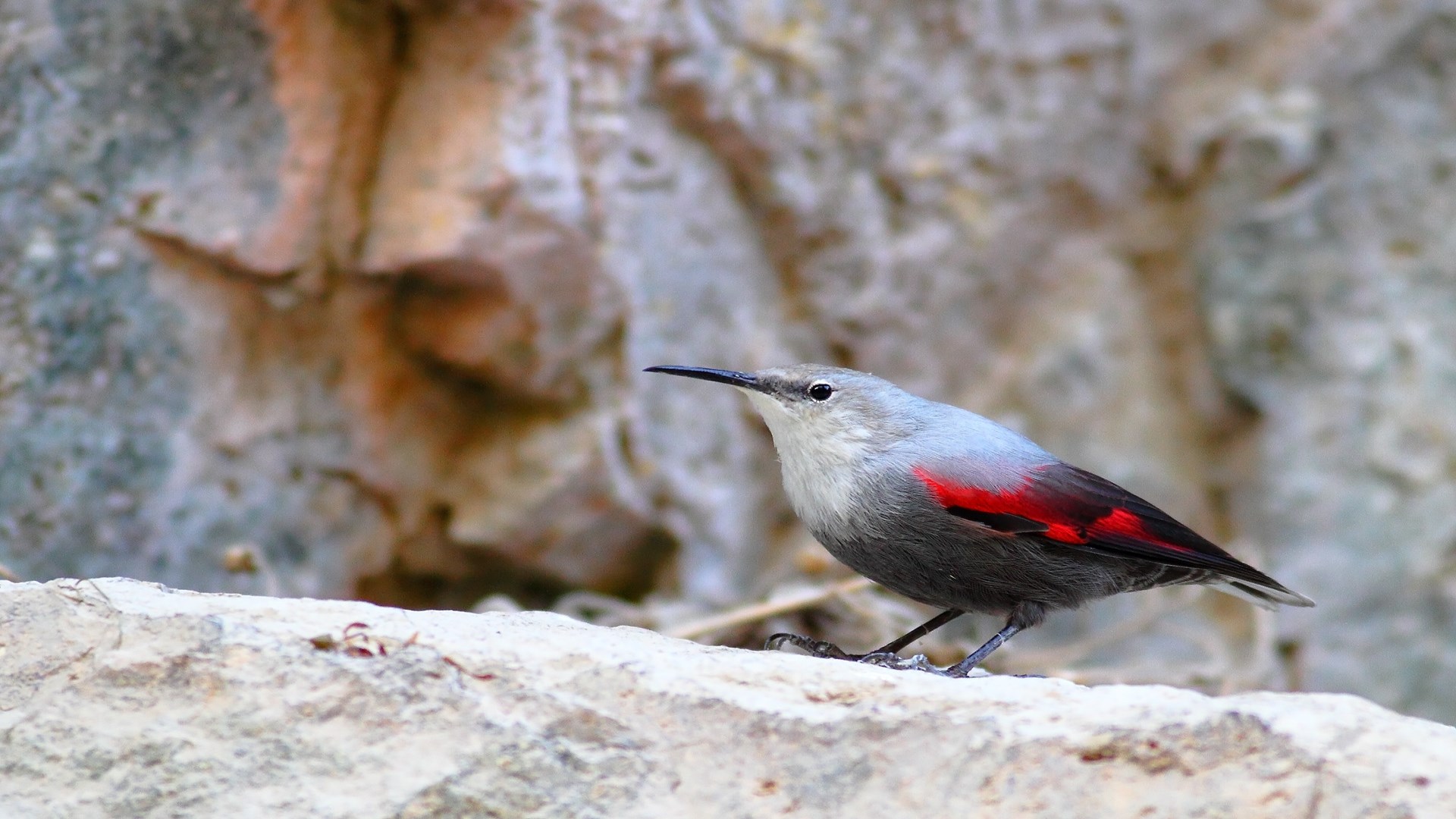 Duvar tırmaşıkkuşu » Wallcreeper » Tichodroma muraria