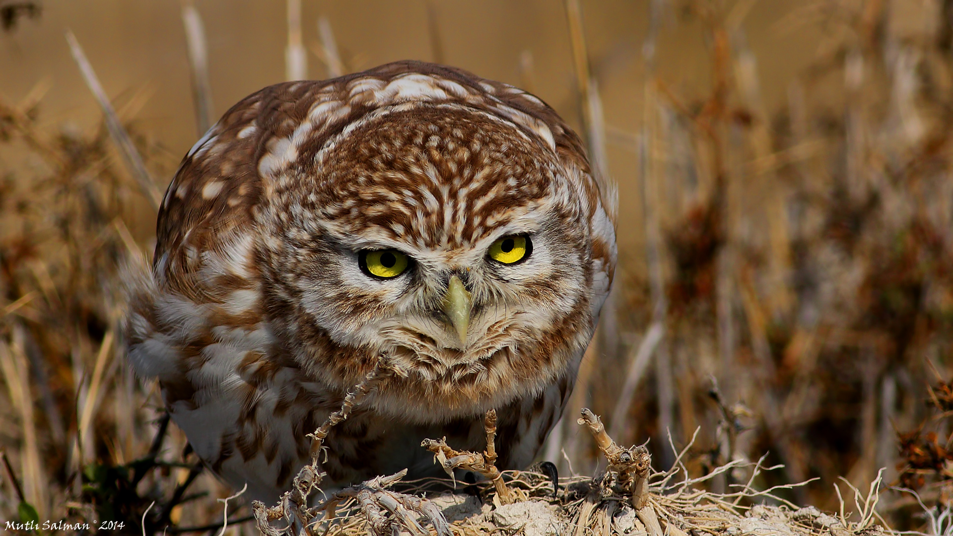 Kukumav » Little Owl » Athene noctua