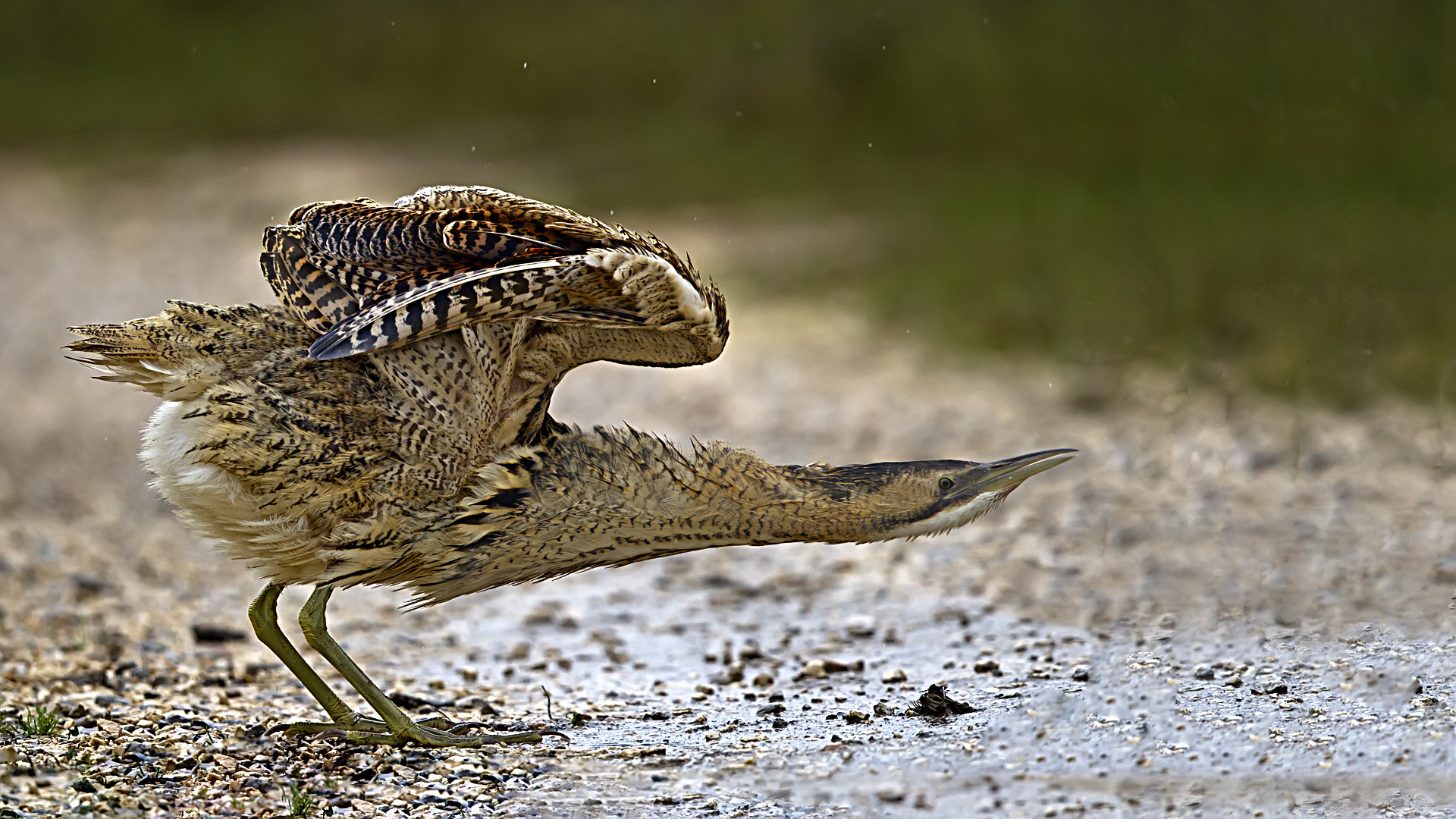 Balaban » Eurasian Bittern » Botaurus stellaris