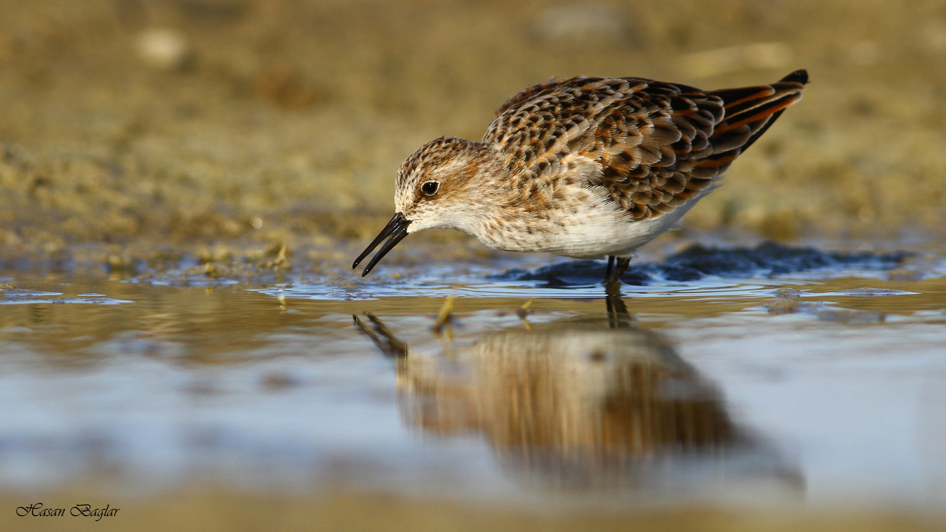 Küçük kumkuşu » Little Stint » Calidris minuta