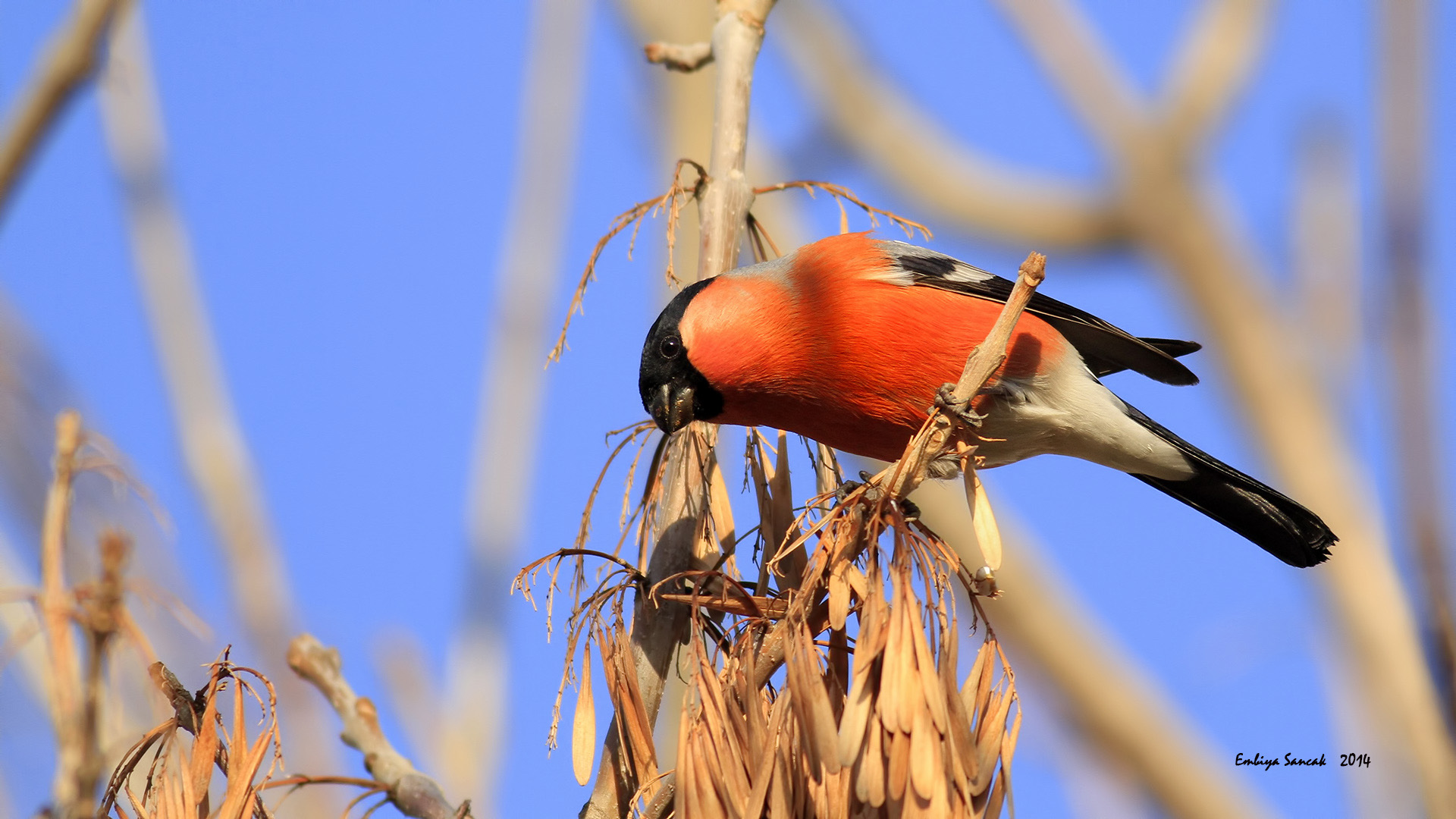 Şakrak » Eurasian Bullfinch » Pyrrhula pyrrhula