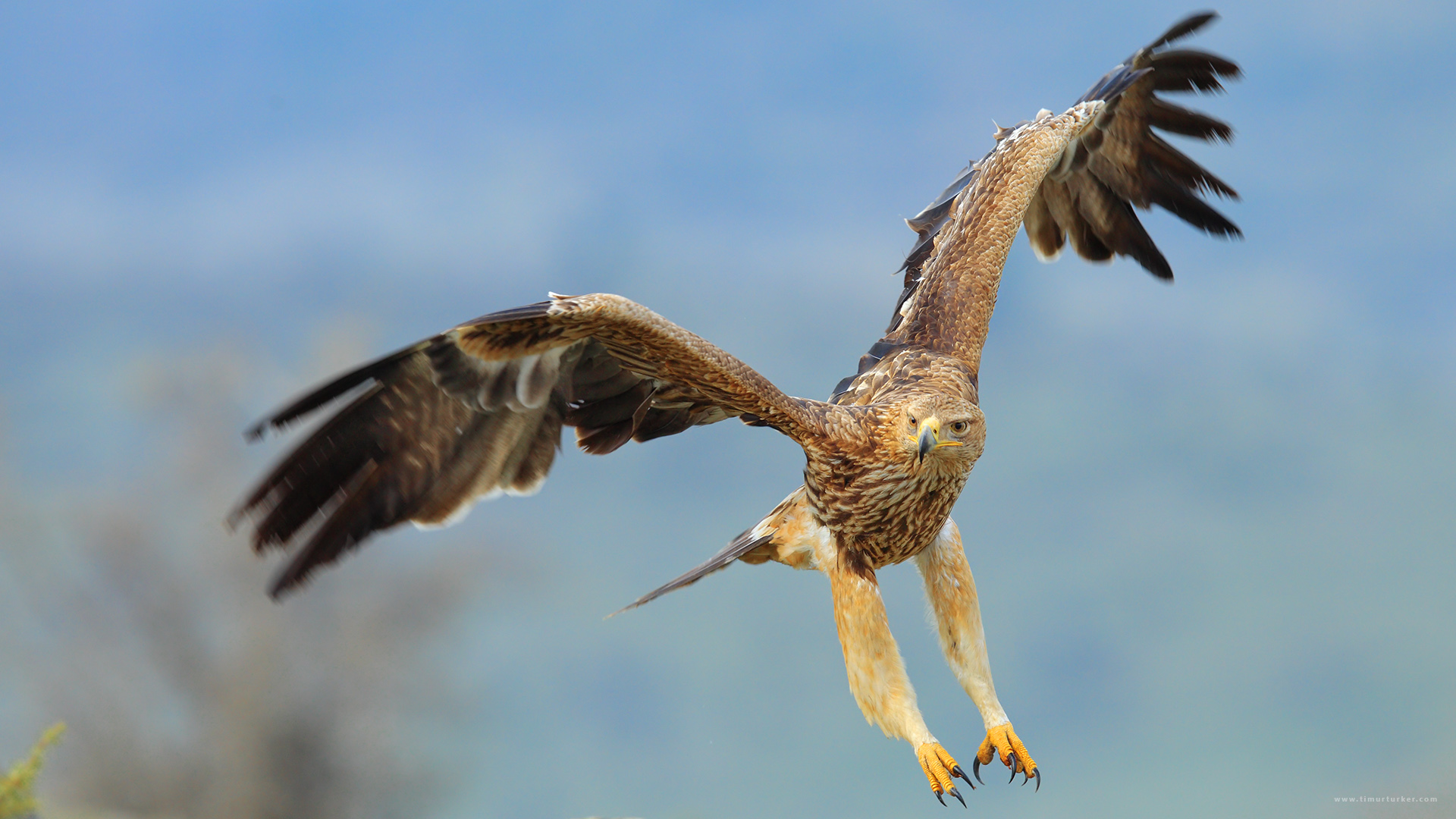 Şah kartal » Eastern Imperial Eagle » Aquila heliaca