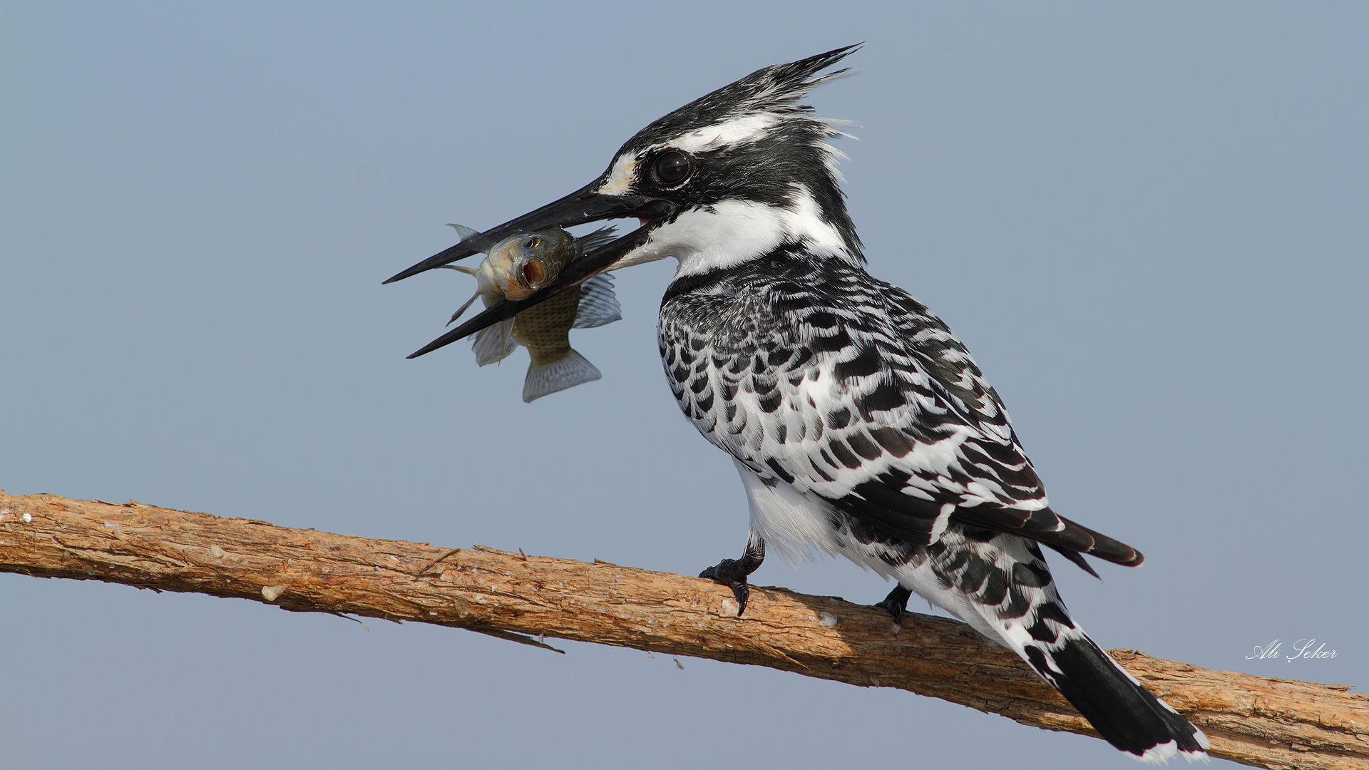 Alaca yalıçapkını » Pied Kingfisher » Ceryle rudis