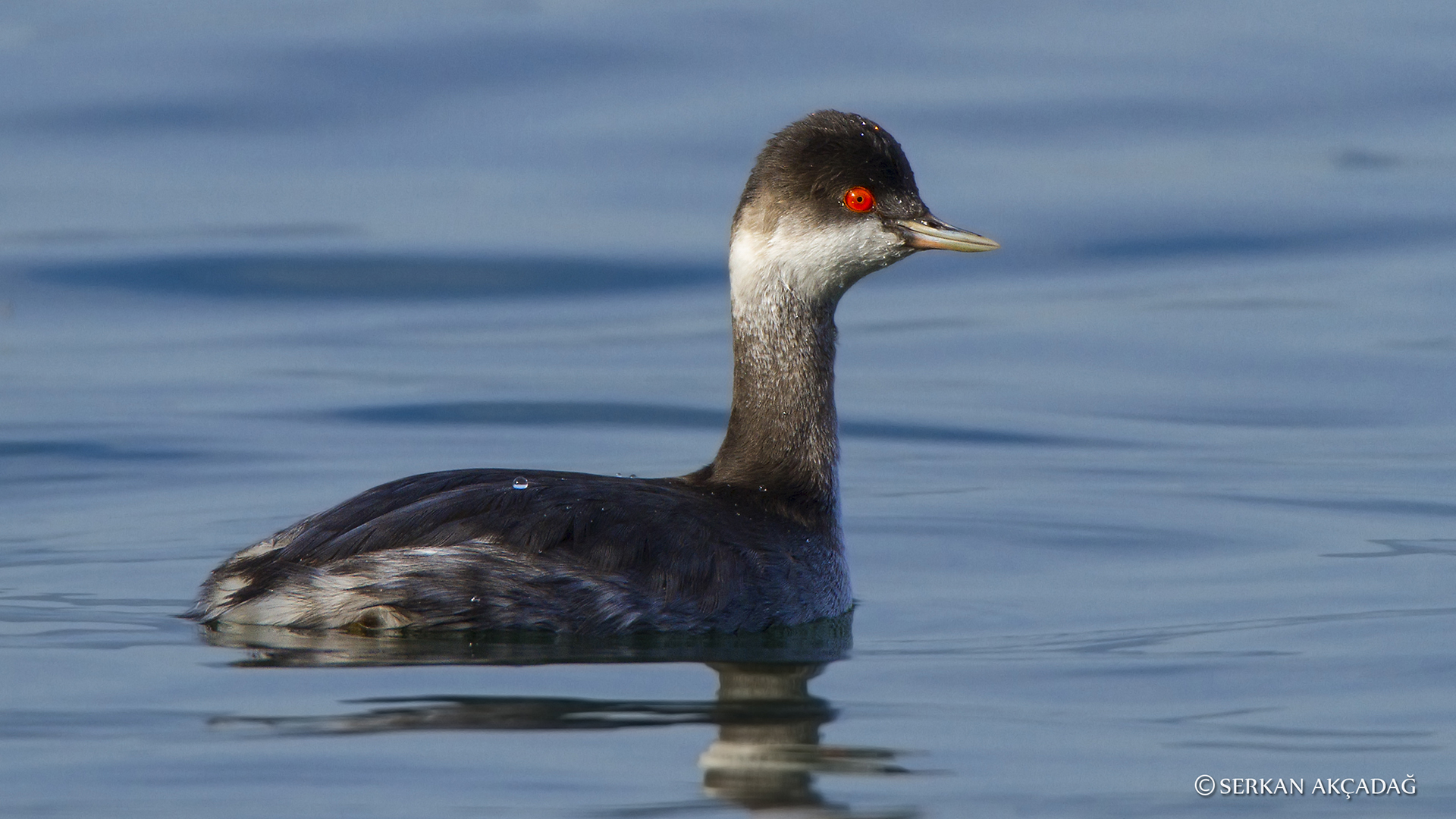 Karaboyunlu batağan » Black-necked Grebe » Podiceps nigricollis