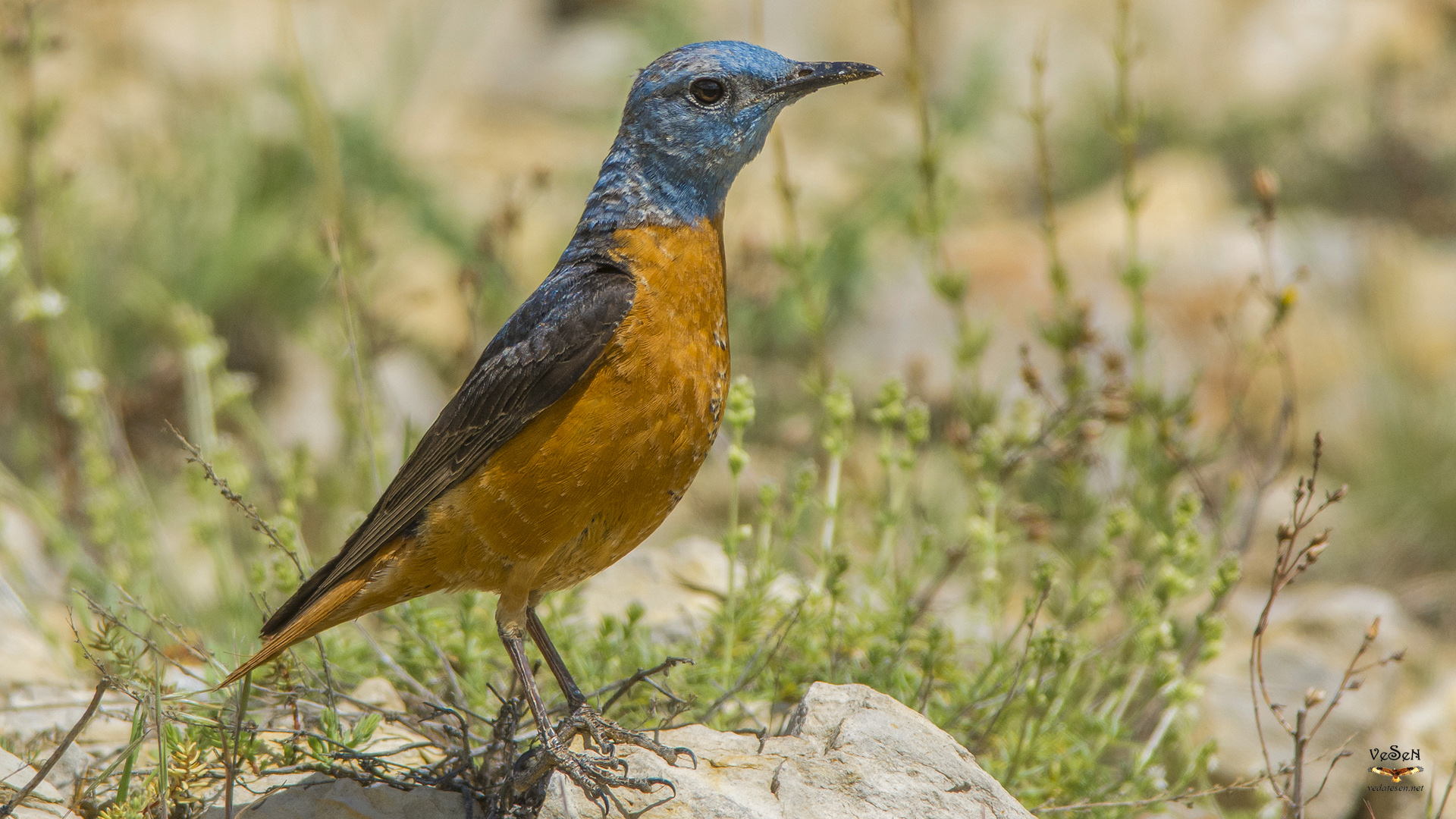 Taşkızılı » Common Rock Thrush » Monticola saxatilis