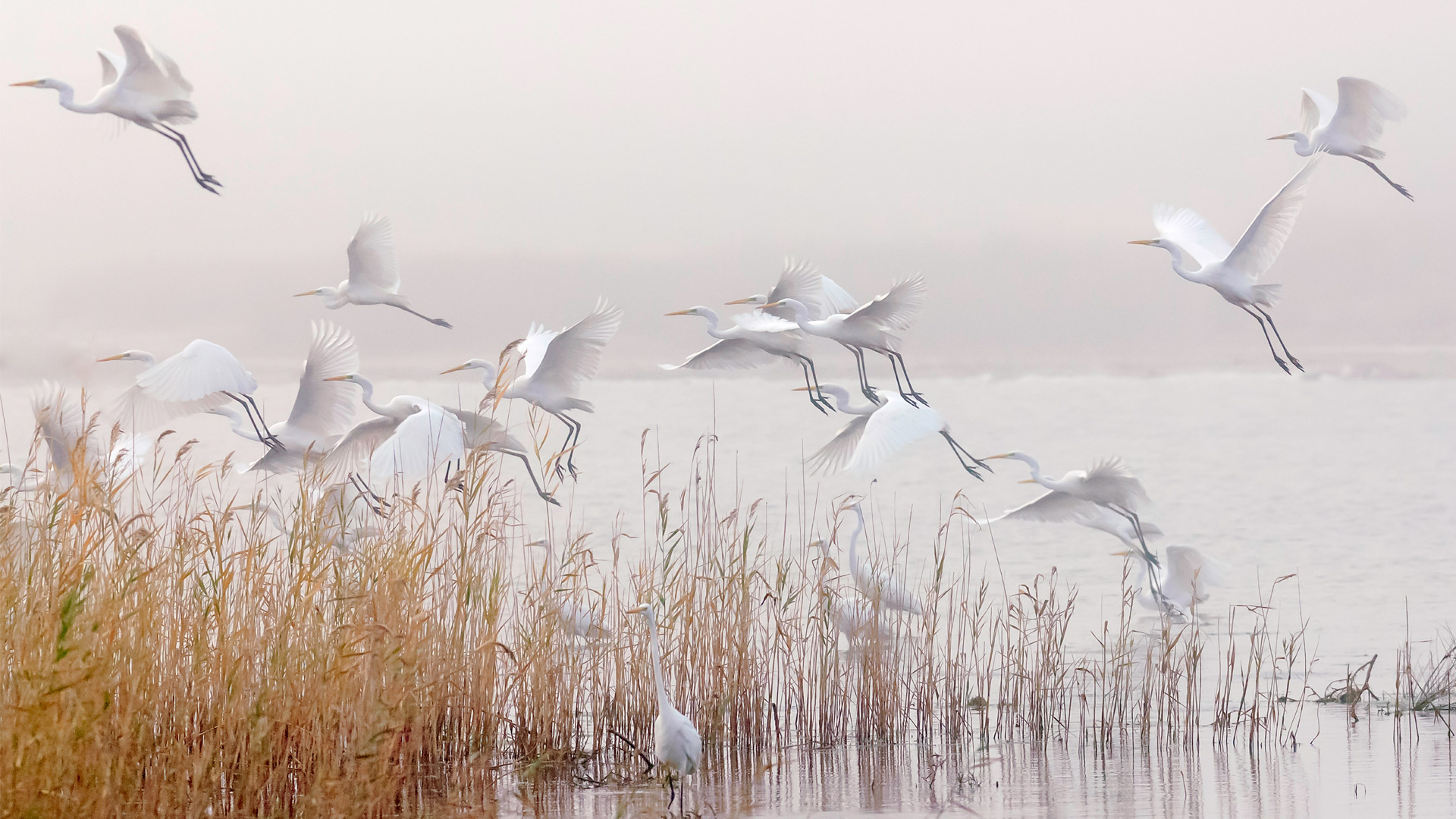 Büyük ak balıkçıl » Great Egret » Ardea alba