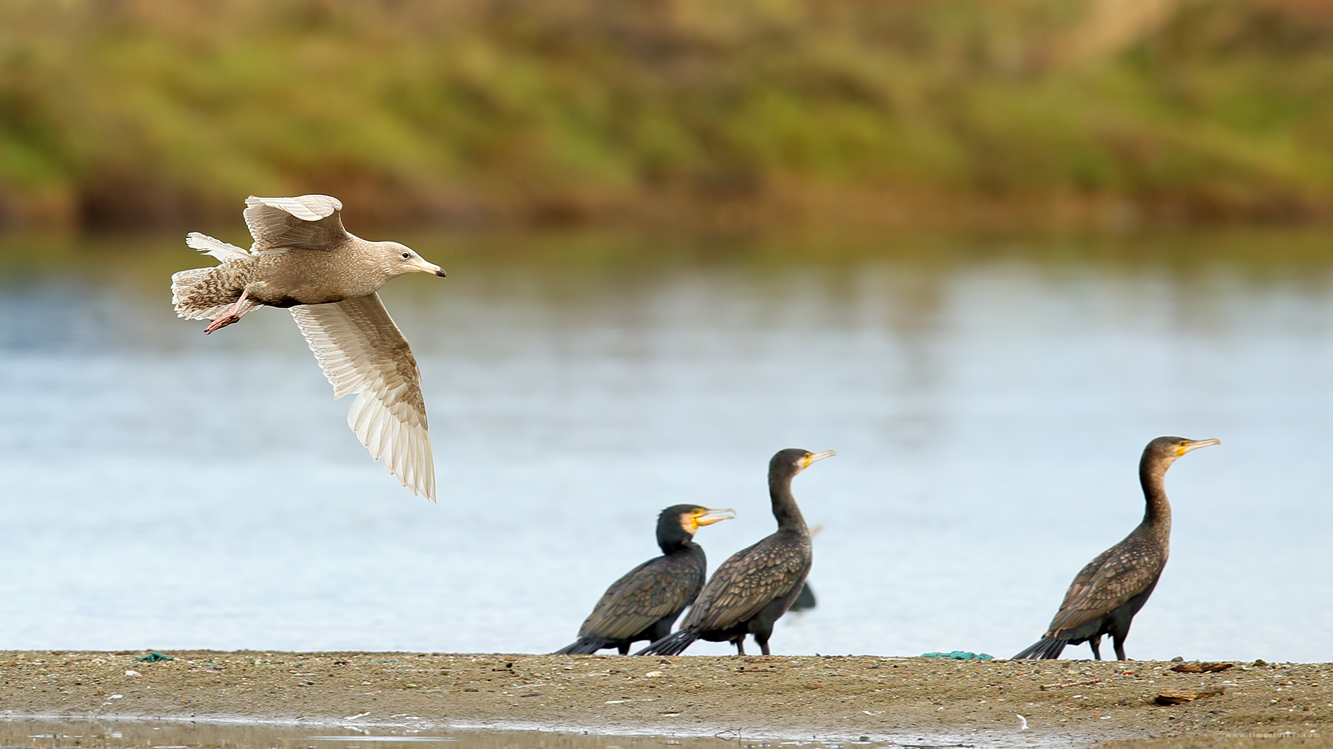 Kutup martısı » Glaucous Gull » Larus hyperboreus