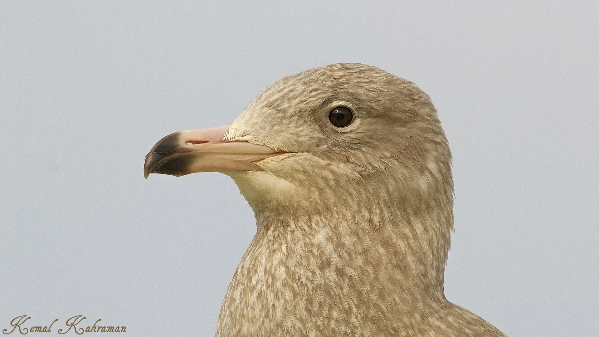 Kutup martısı » Glaucous Gull » Larus hyperboreus