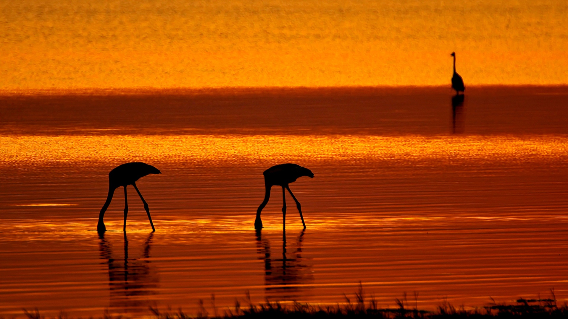 Flamingo » Greater Flamingo » Phoenicopterus roseus