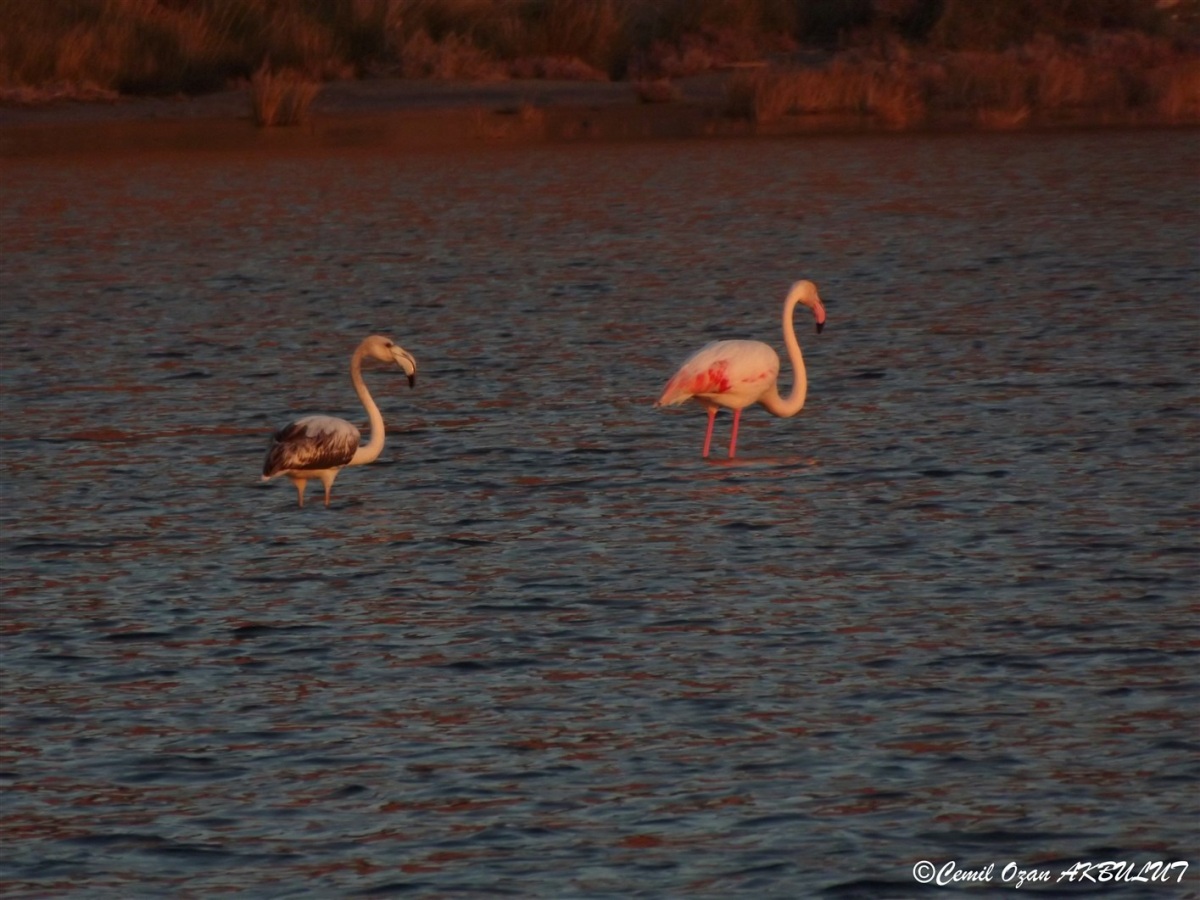 Flamingo