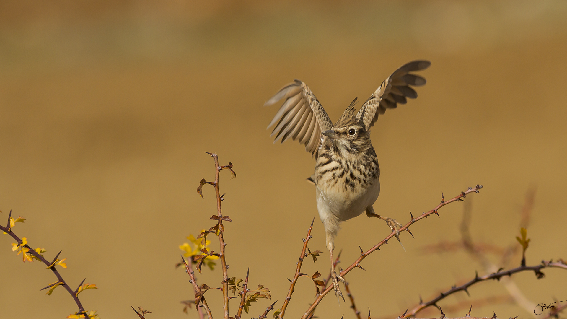 Tepeli toygar » Crested Lark » Galerida cristata