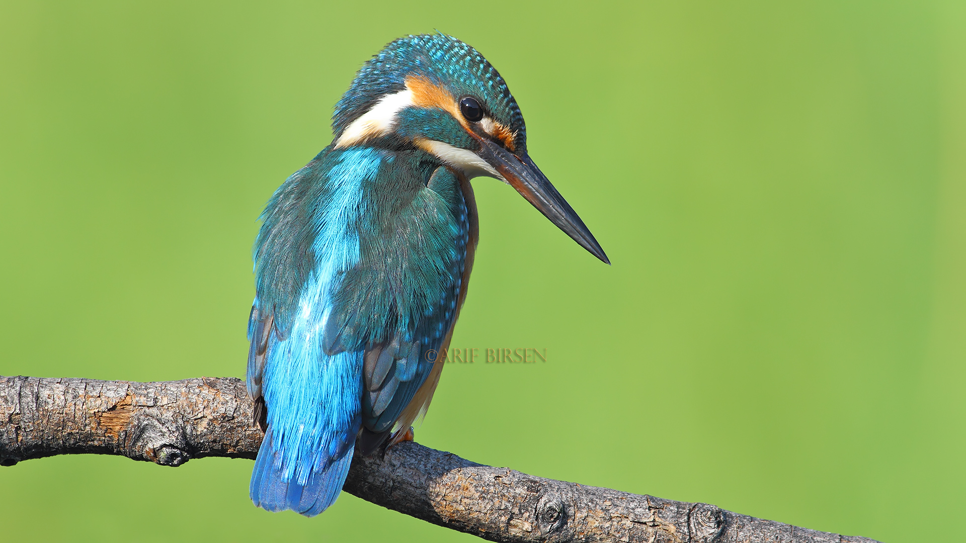 Yalıçapkını » Common Kingfisher » Alcedo atthis