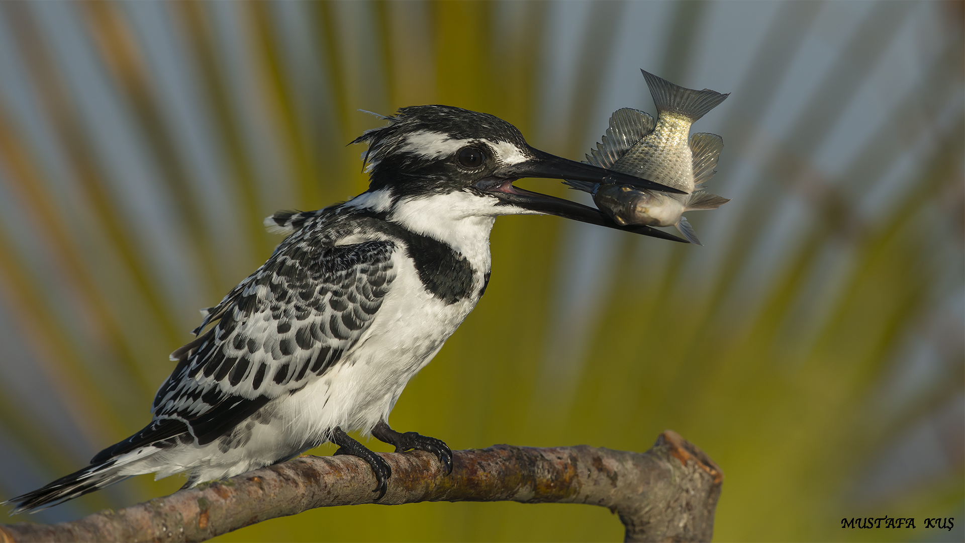 Alaca yalıçapkını » Pied Kingfisher » Ceryle rudis