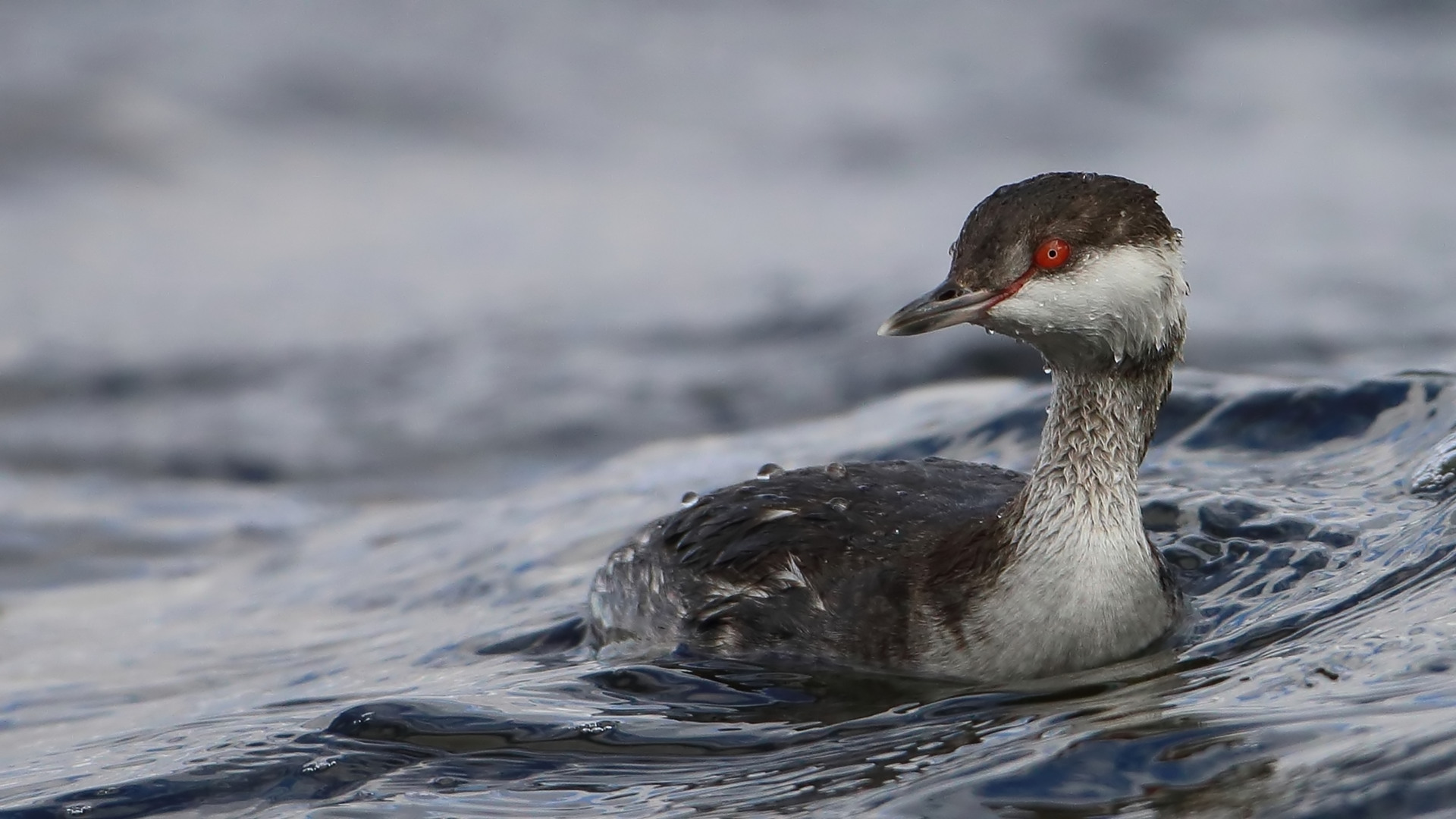 Kulaklı batağan » Horned Grebe » Podiceps auritus