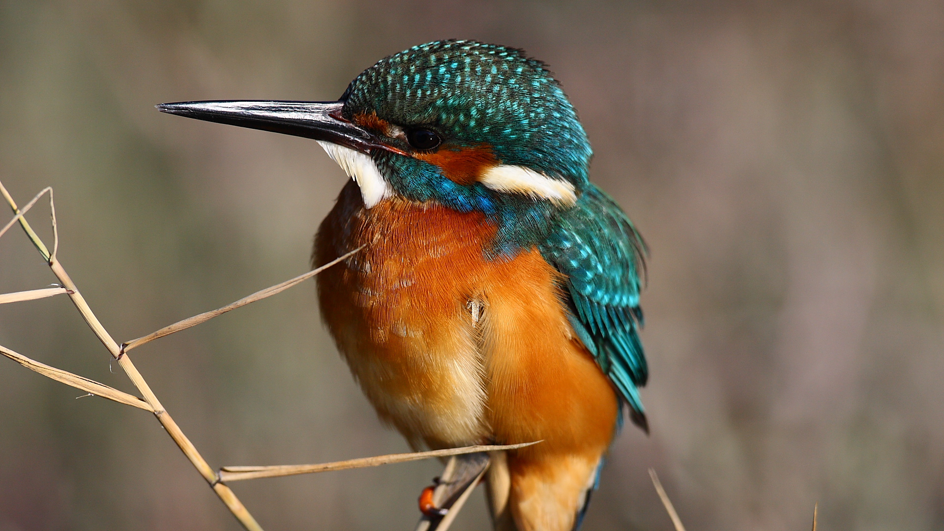 Yalıçapkını » Common Kingfisher » Alcedo atthis