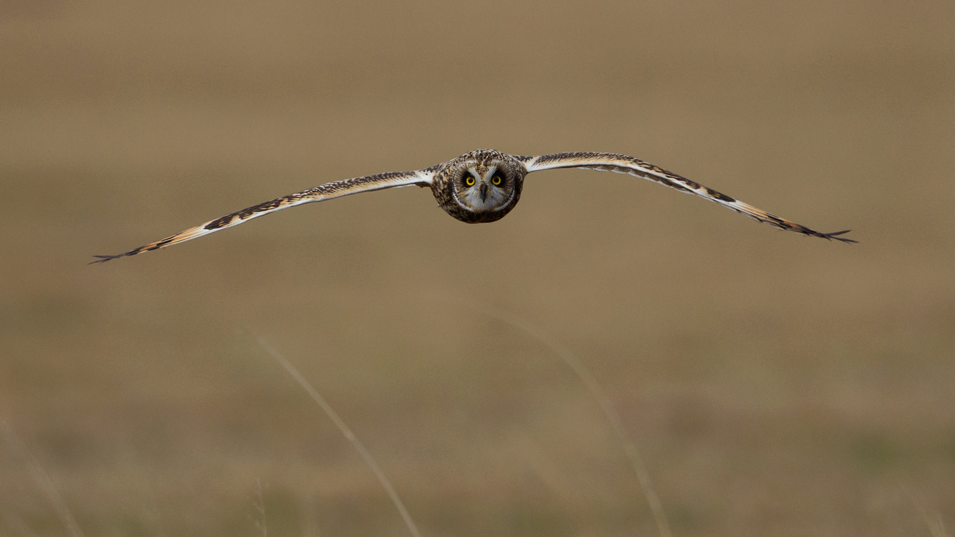 Kır baykuşu » Short-eared Owl » Asio flammeus