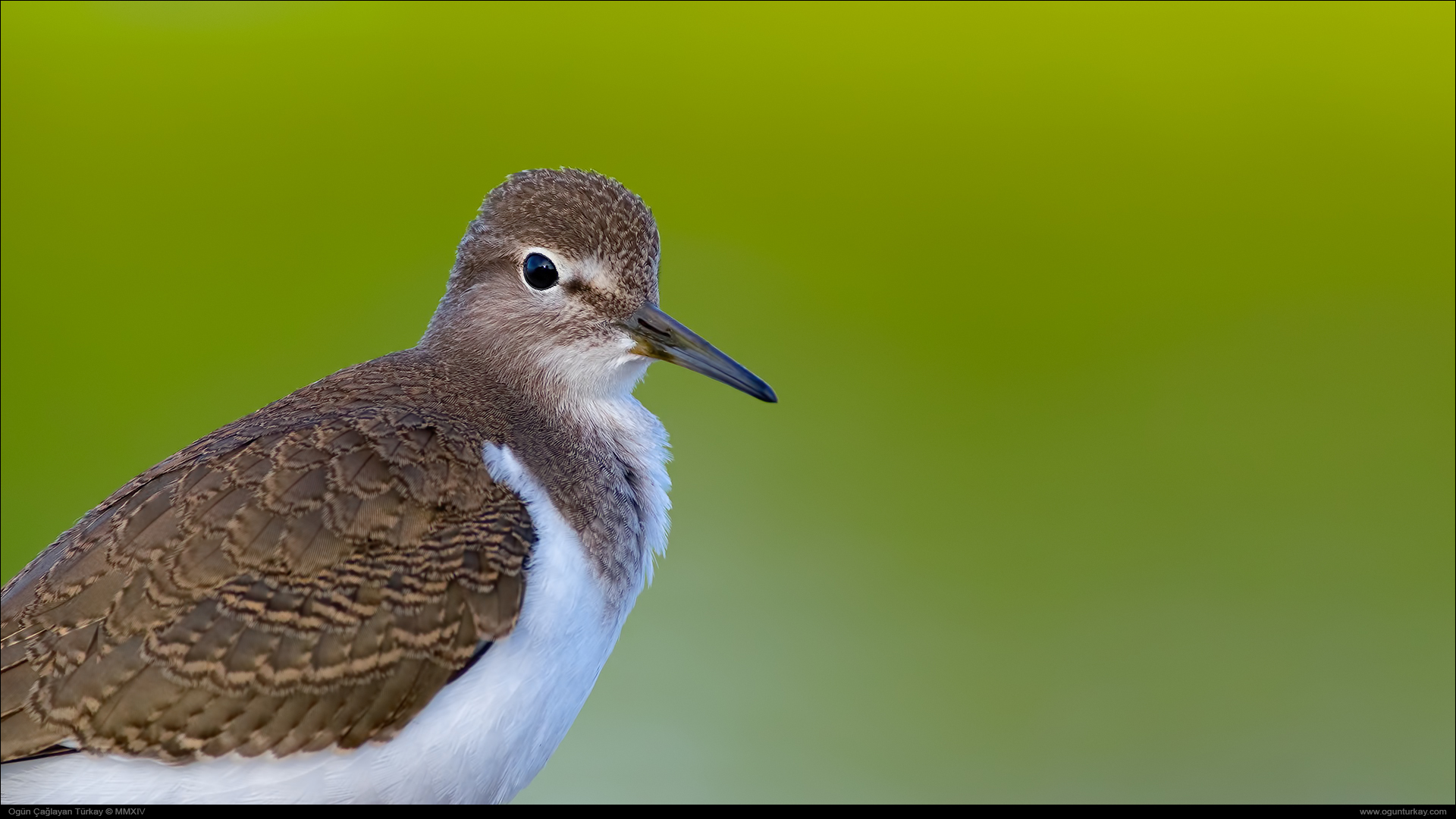 Dere düdükçünü » Common Sandpiper » Actitis hypoleucos