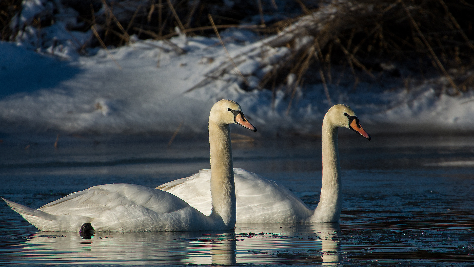 Kuğu » Mute Swan » Cygnus olor