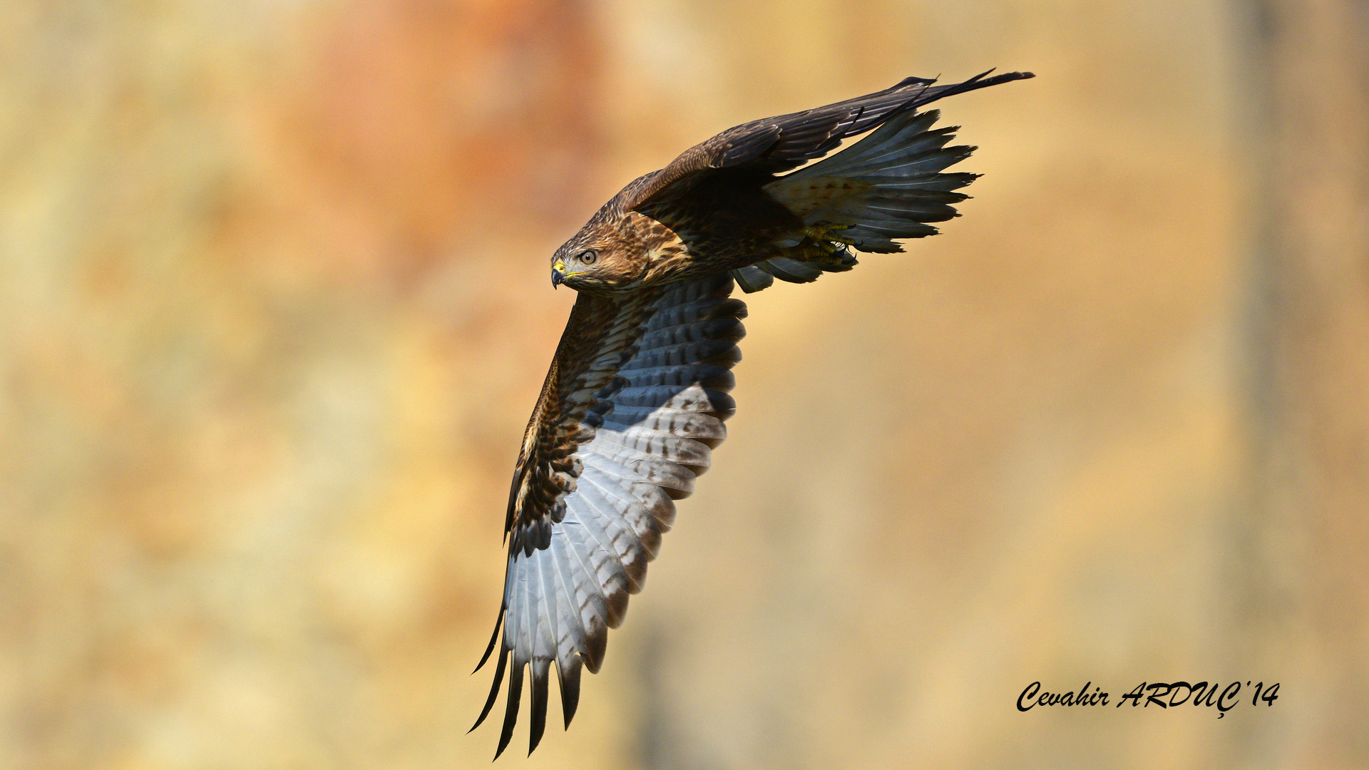 Şahin » Common Buzzard » Buteo buteo