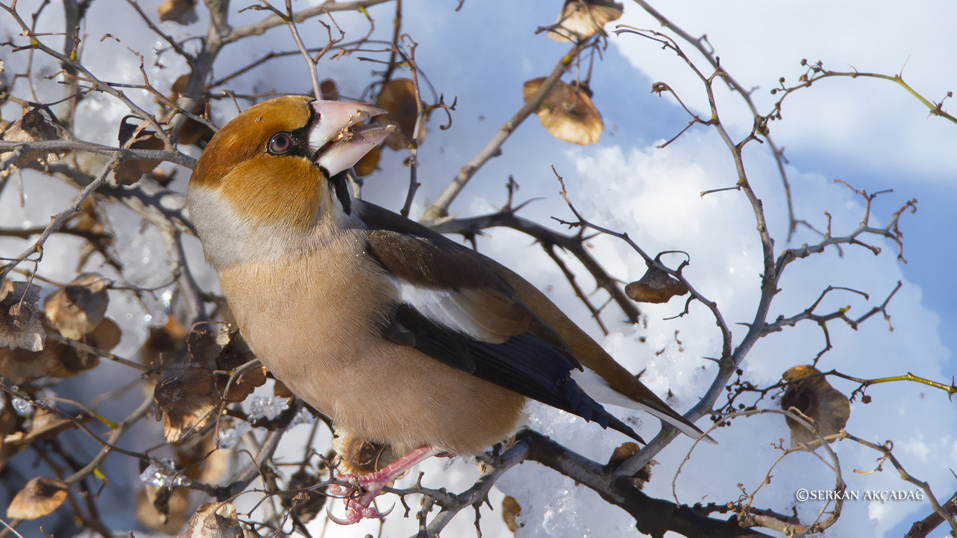 Kocabaş » Hawfinch » Coccothraustes coccothraustes