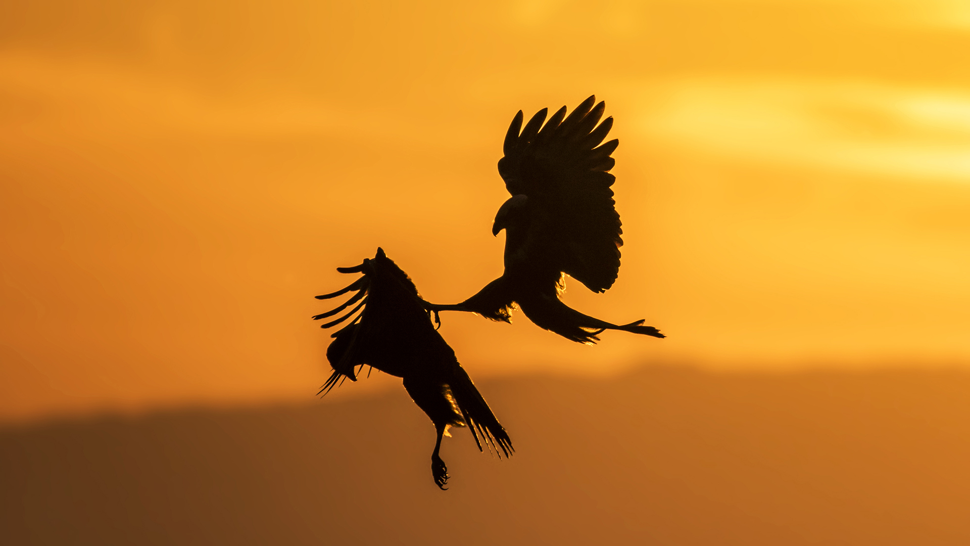 Saz delicesi » Western Marsh Harrier » Circus aeruginosus