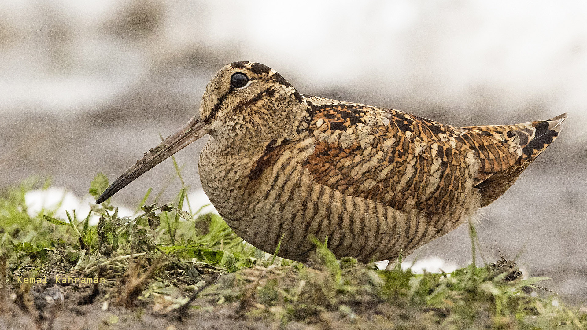 Çulluk » Eurasian Woodcock » Scolopax rusticola