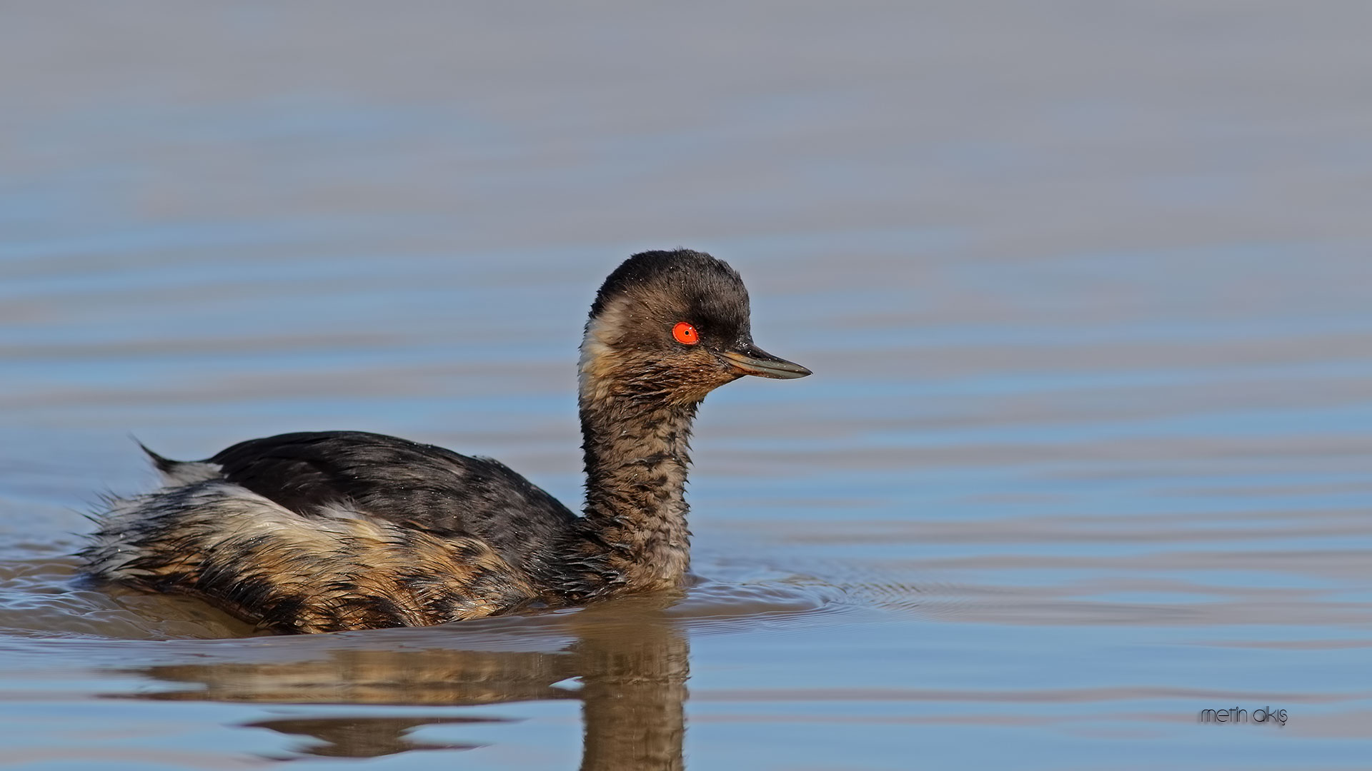 Karaboyunlu batağan » Black-necked Grebe » Podiceps nigricollis