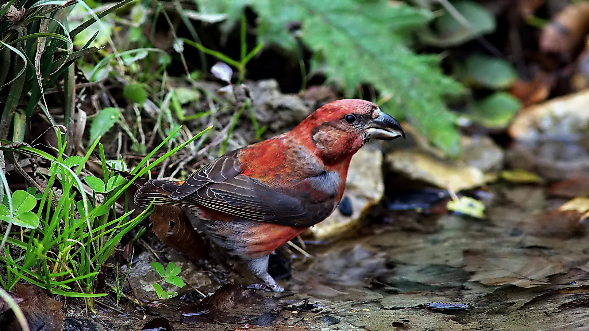 Çaprazgaga » Red Crossbill » Loxia curvirostra