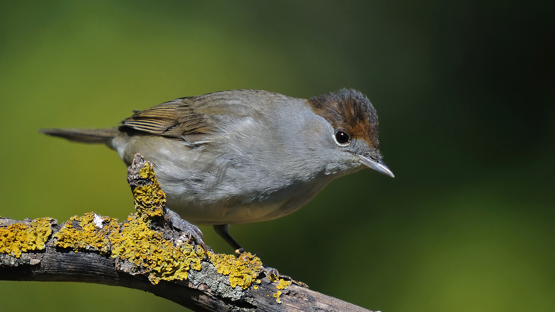 Karabaşlı ötleğen » Eurasian Blackcap » Sylvia atricapilla