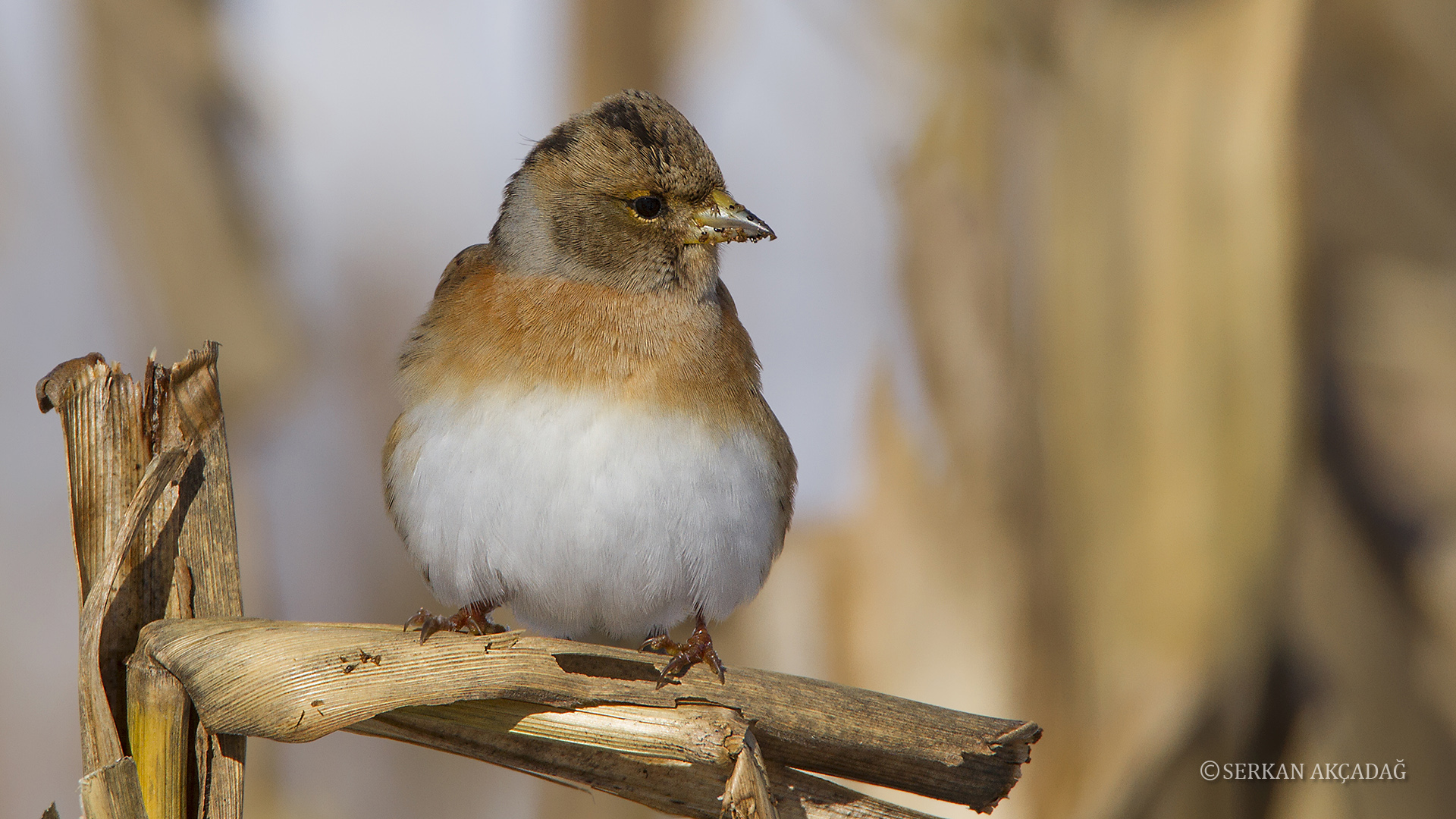 Dağ ispinozu » Brambling » Fringilla montifringilla