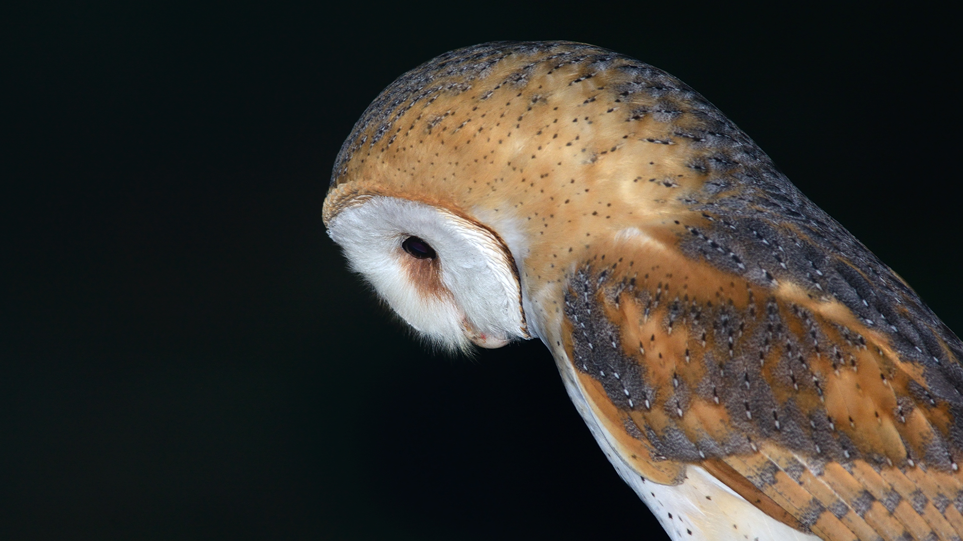 Peçeli baykuş » Western Barn Owl » Tyto alba