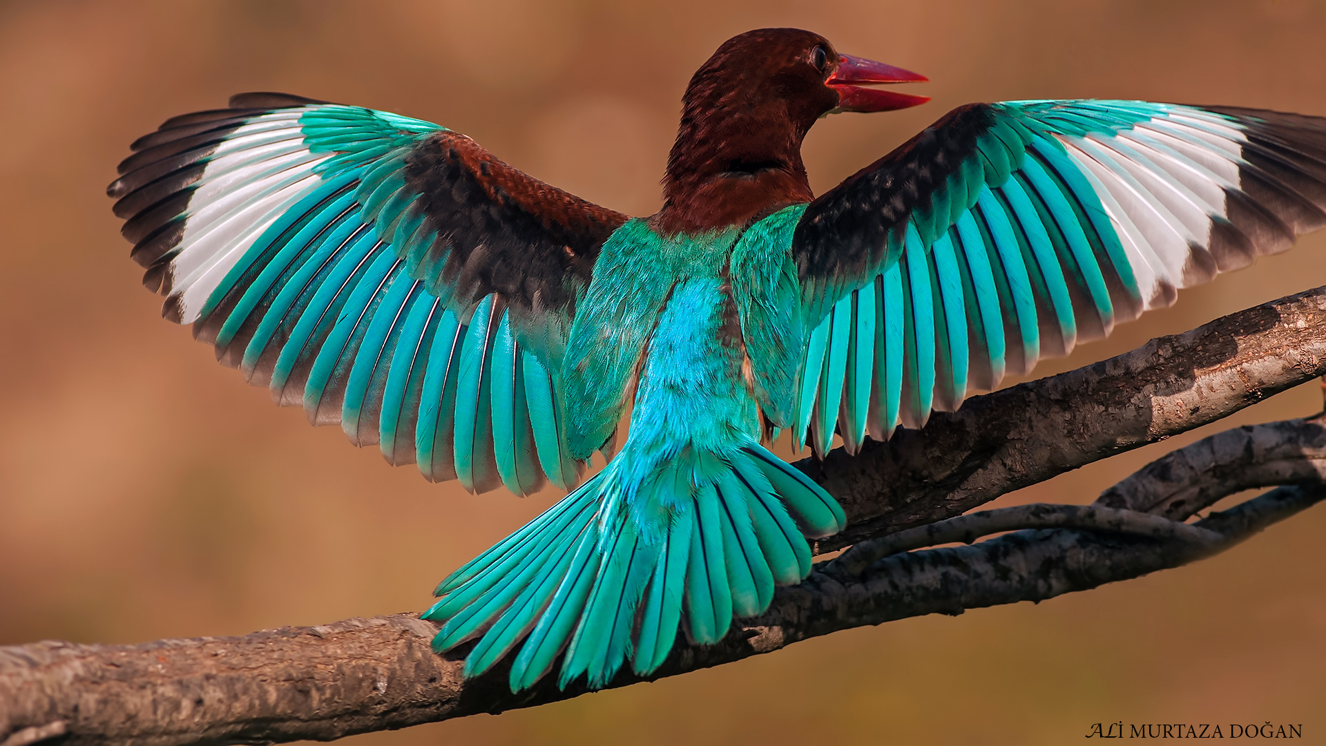 İzmir yalıçapkını » White-throated Kingfisher » Halcyon smyrnensis