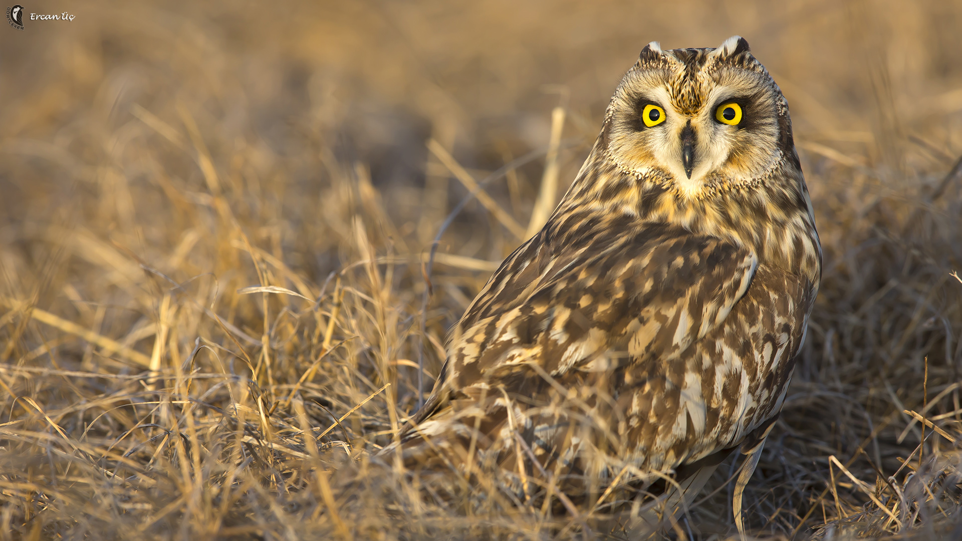 Kır baykuşu » Short-eared Owl » Asio flammeus