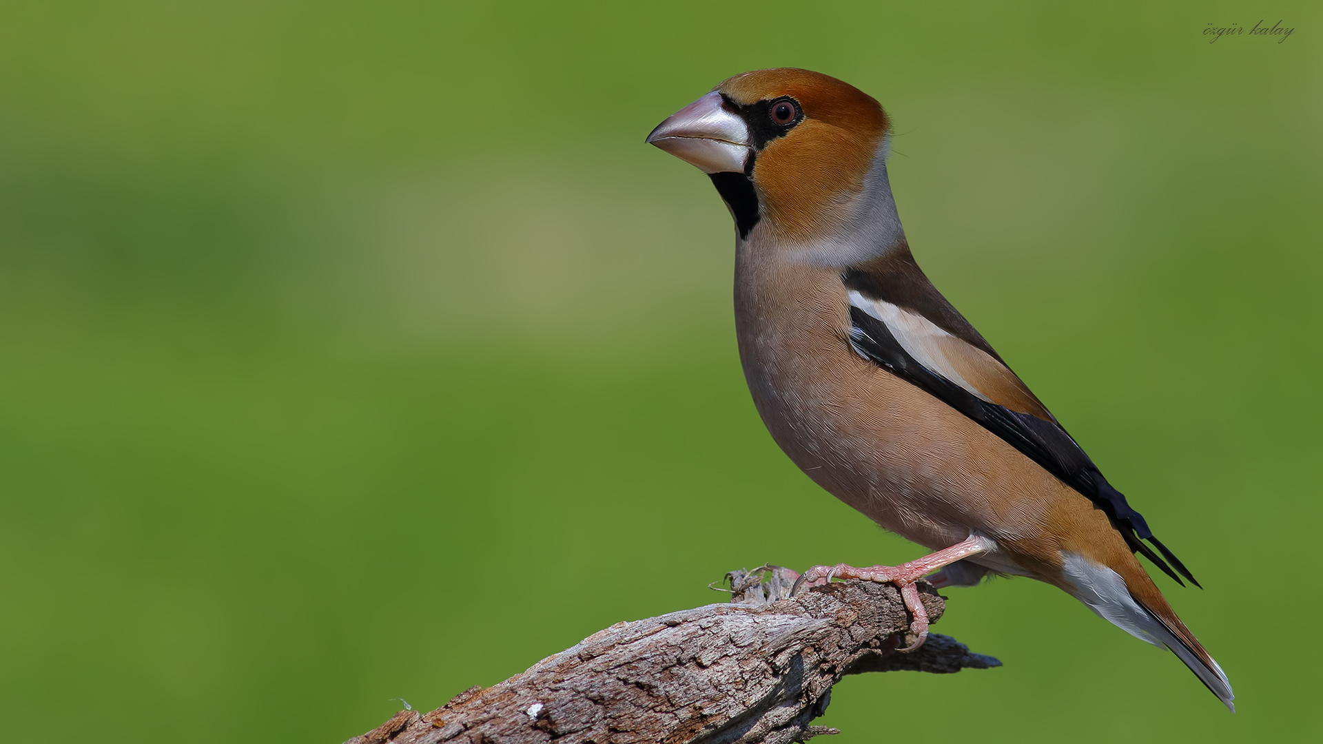 Kocabaş » Hawfinch » Coccothraustes coccothraustes