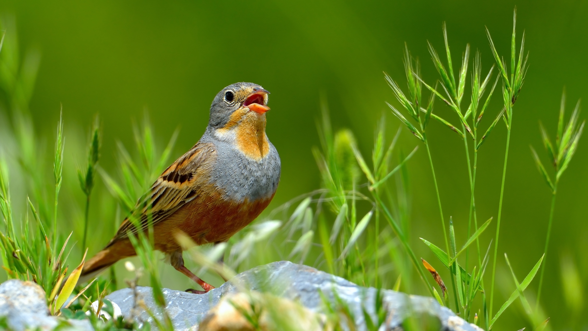 Kızıl kirazkuşu » Cretzschmar`s Bunting » Emberiza caesia