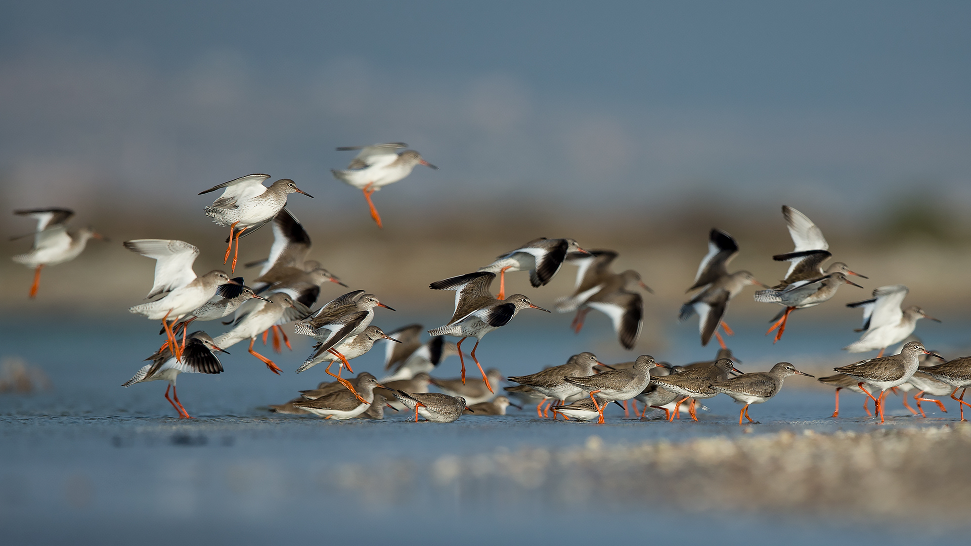 Kızılbacak » Common Redshank » Tringa totanus