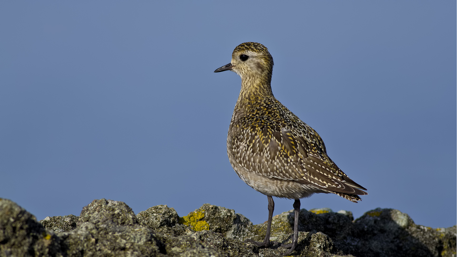 Altın yağmurcun » European Golden Plover » Pluvialis apricaria