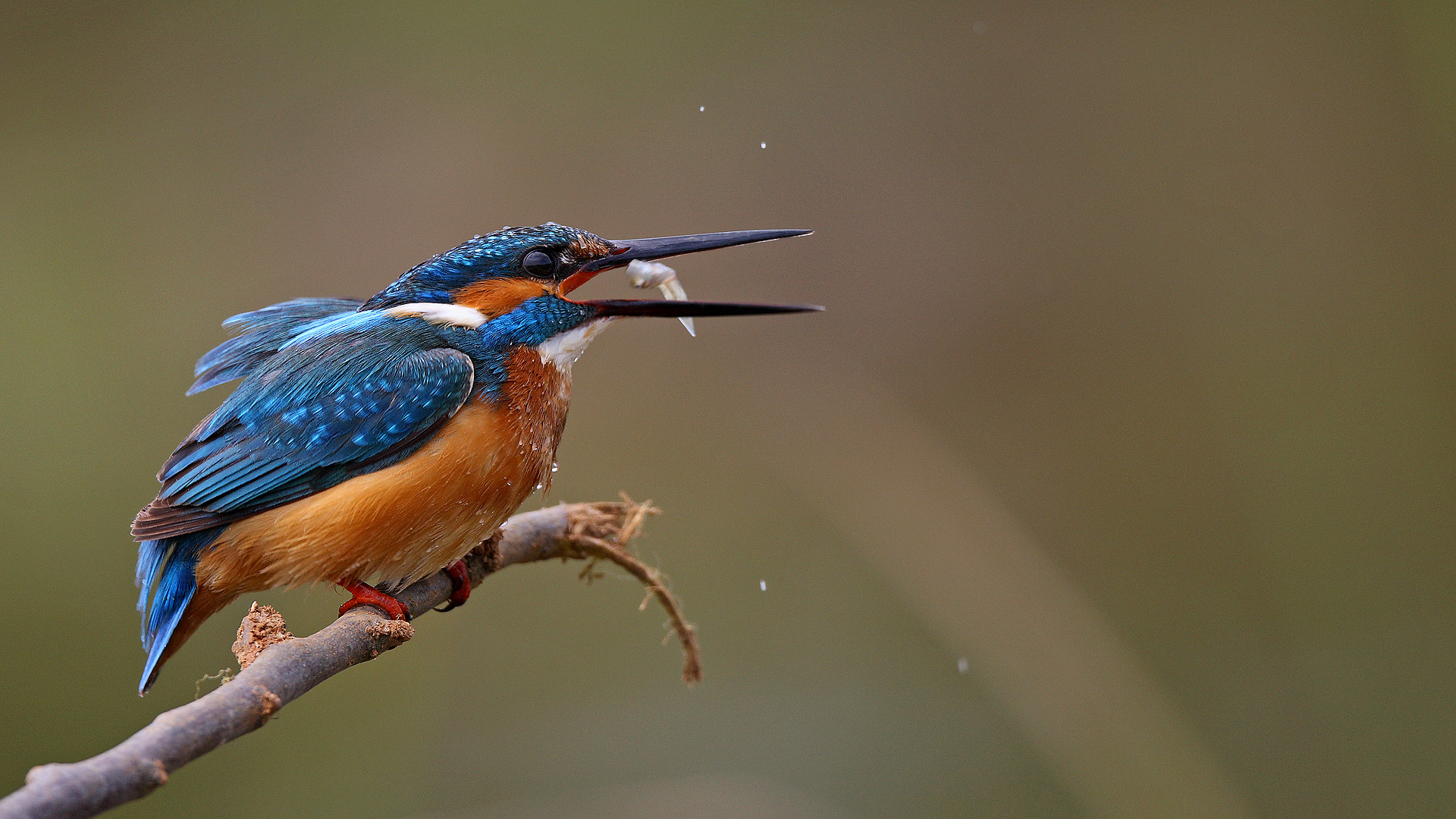 Yalıçapkını » Common Kingfisher » Alcedo atthis