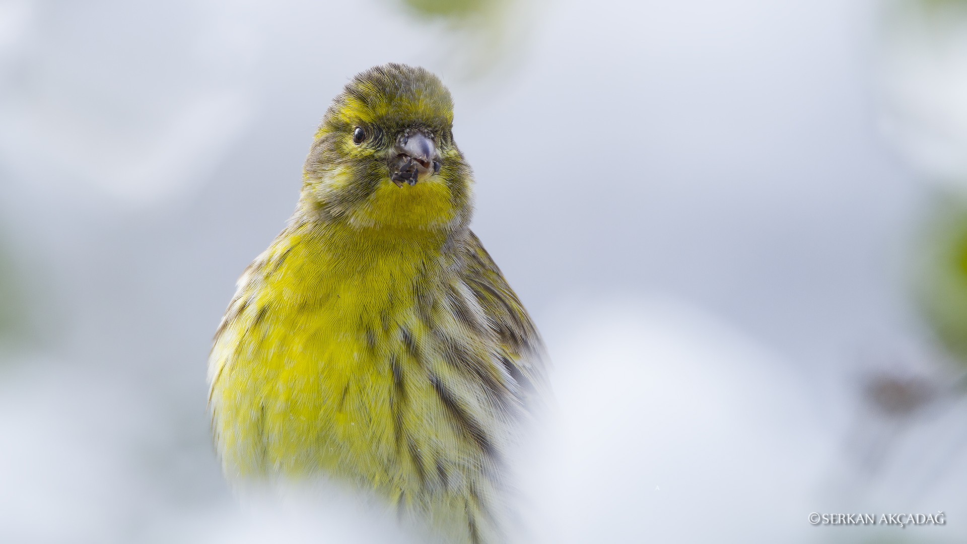 Küçük iskete » European Serin » Serinus serinus