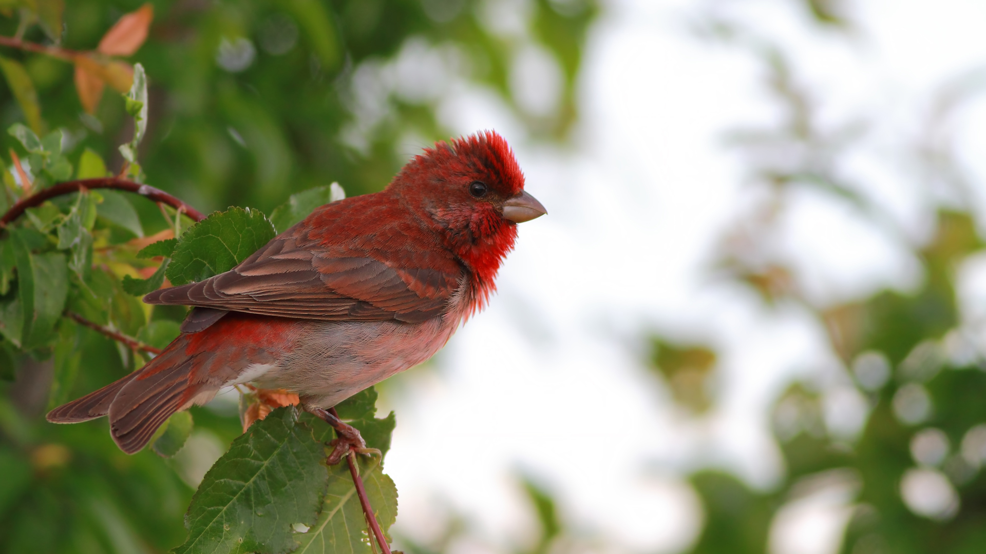 Çütre » Common Rosefinch » Carpodacus erythrinus