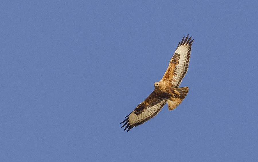 Kızıl şahin