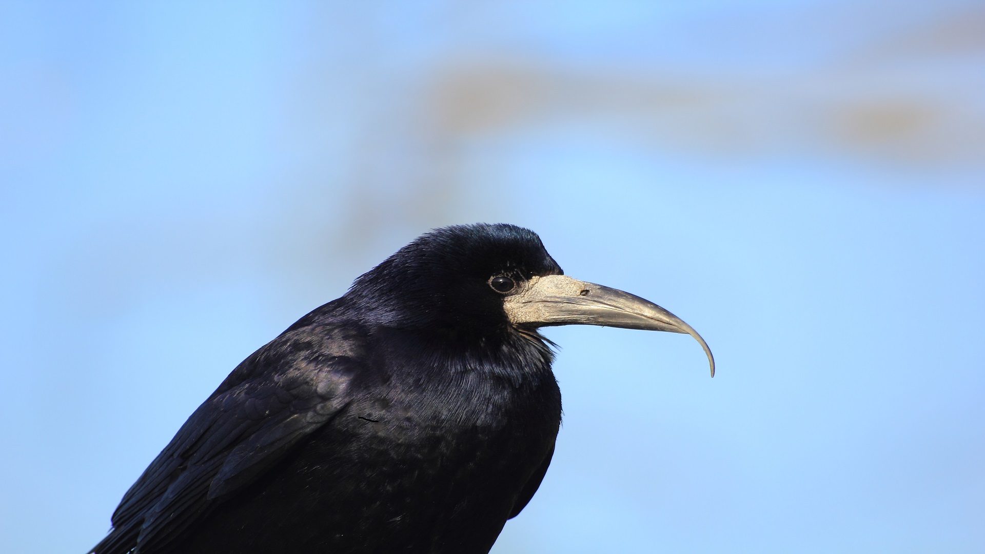 Ekin kargası » Rook » Corvus frugilegus