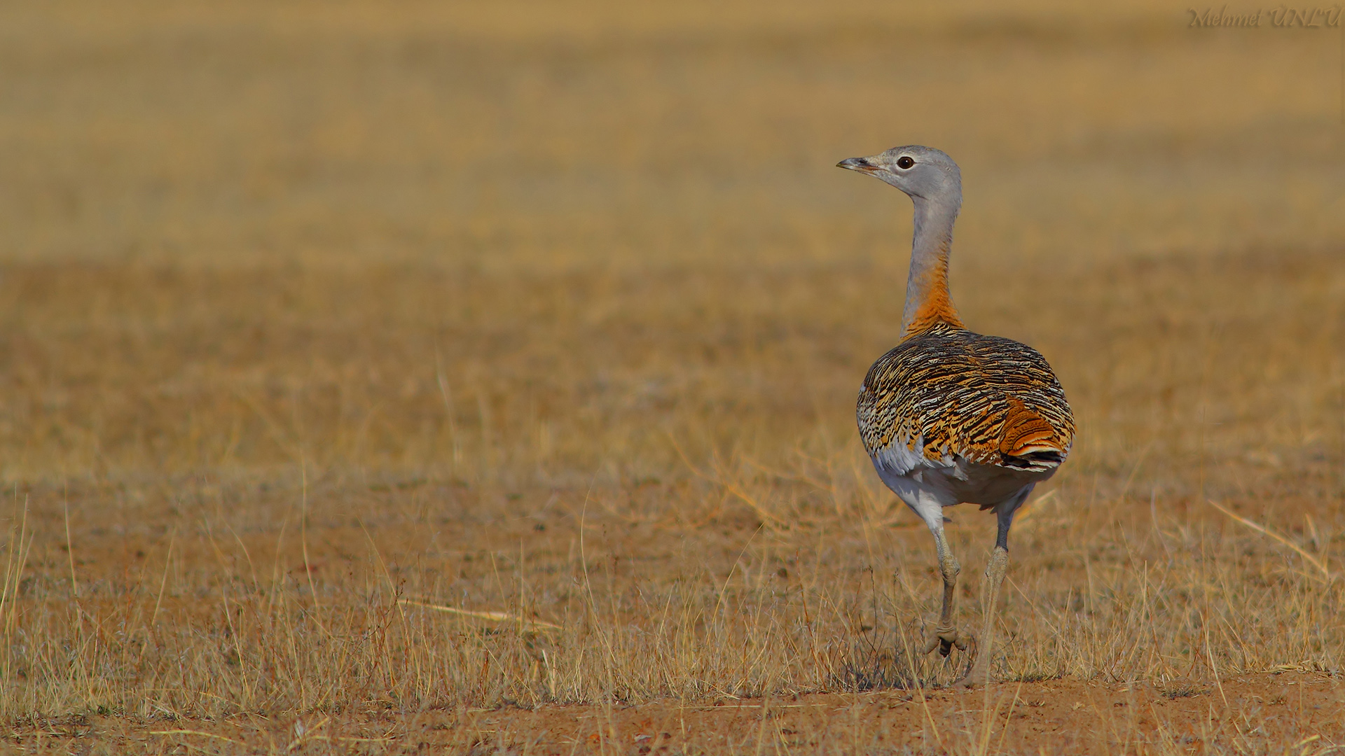 Toy » Great Bustard » Otis tarda