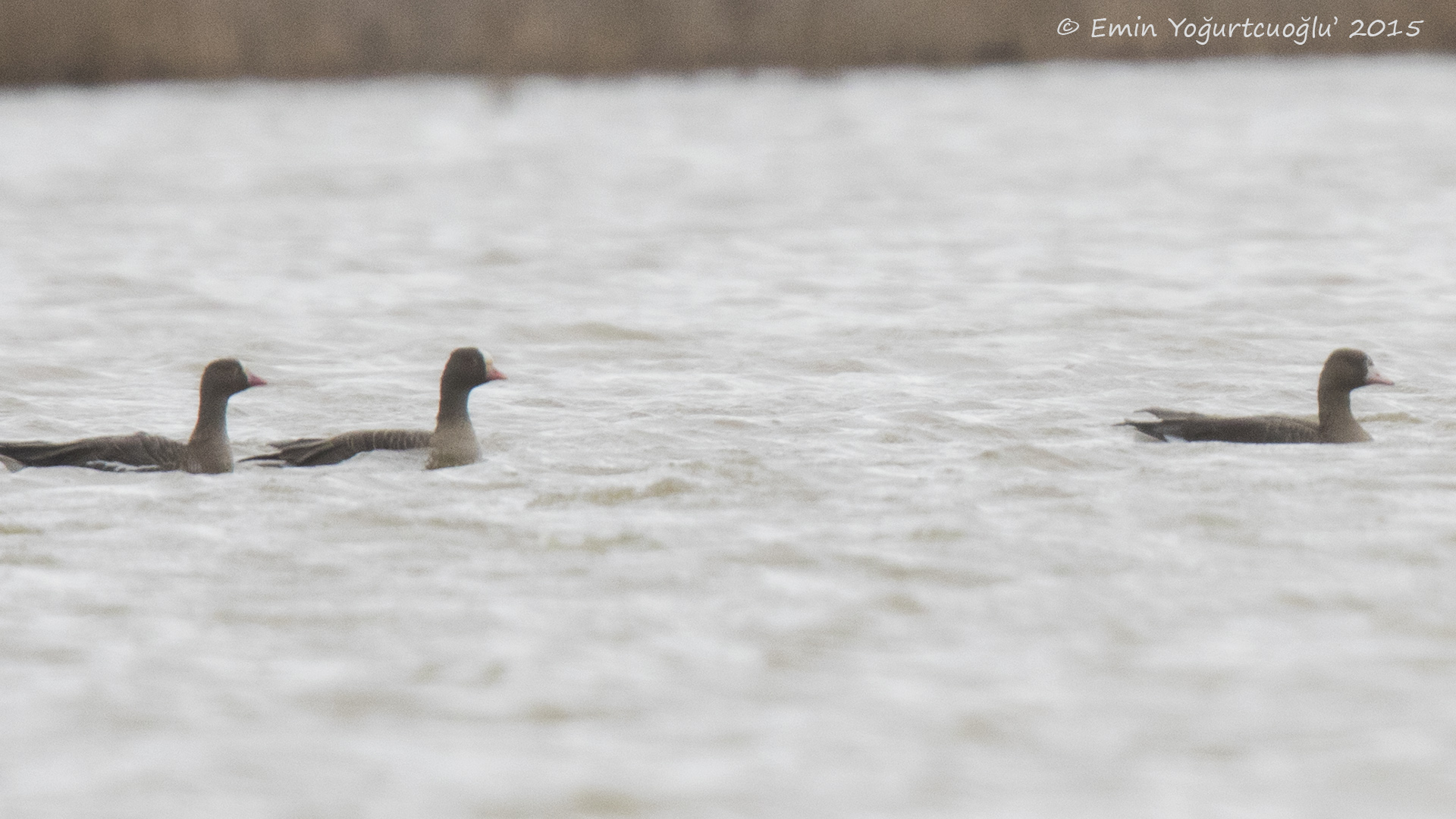 Küçük sakarca » Lesser White-fronted Goose » Anser erythropus