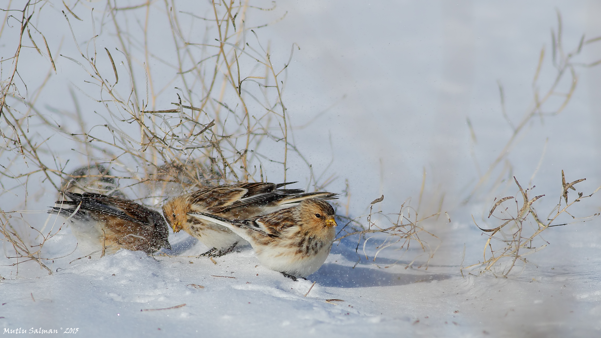 Sarıgagalı ketenkuşu » Twite » Linaria flavirostris